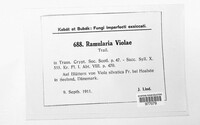 Ramularia violae image